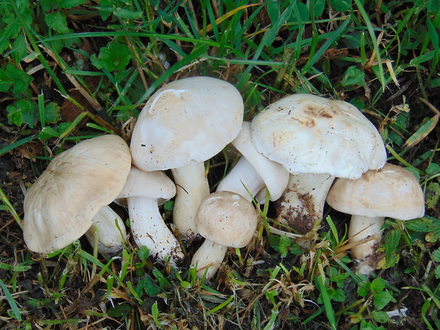 čírovnica májová Calocybe gambosa (Fr.) Donk