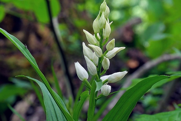 prilbovka dlholistá Cephalanthera longifolia (L.) Fritsch