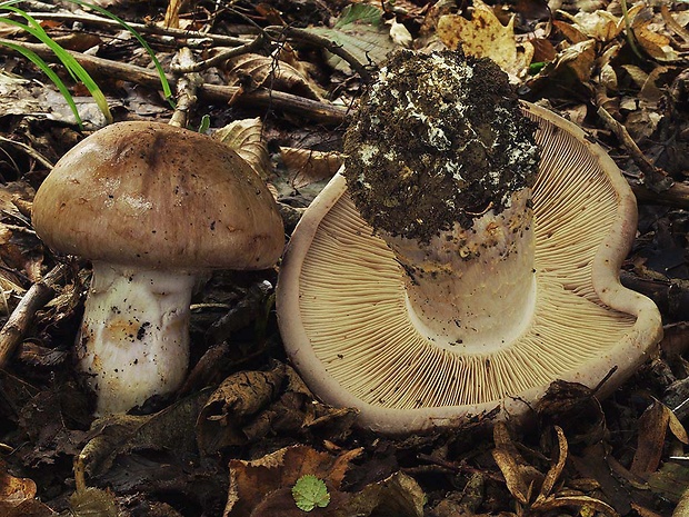 pavučinovec mohutný Cortinarius praestans (Cordier) Gillet