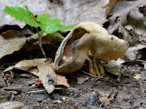 chriapač kalíškovitý Helvella acetabulum (L.) Quél.