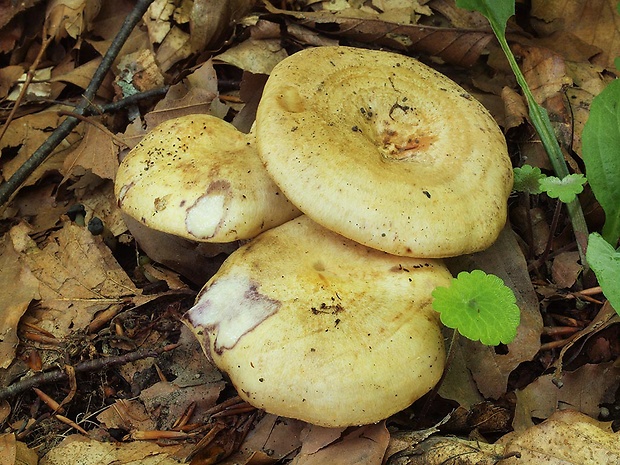 rýdzik žltkastý Lactarius flavidus Boud.