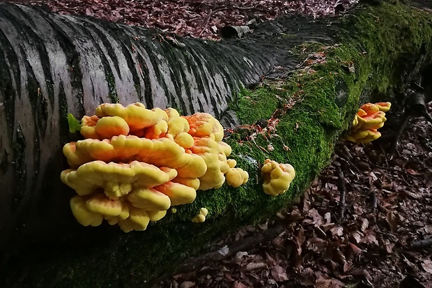 sírovec obyčajný Laetiporus sulphureus (Bull.) Murrill