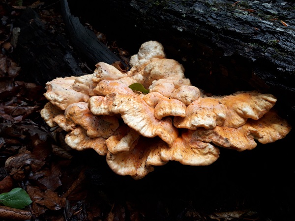 sírovec obyčajný Laetiporus sulphureus (Bull.) Murrill