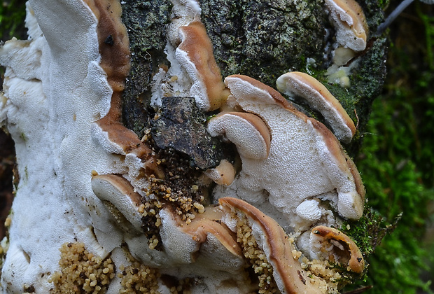 ostropórovec rozliaty Oxyporus obducens f. pileolata