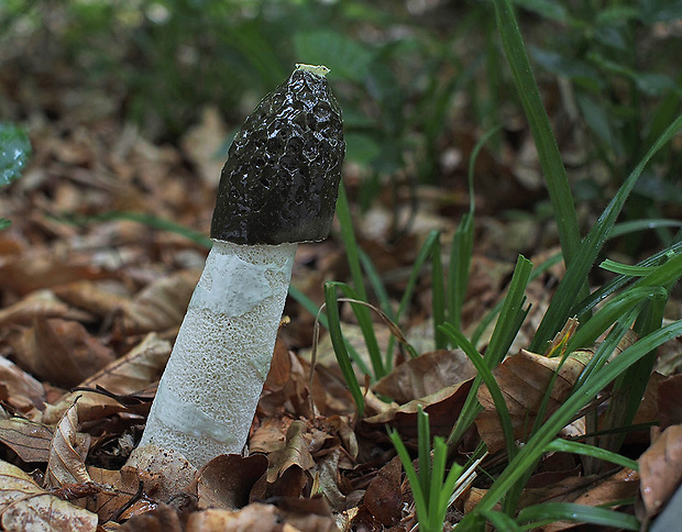 hadovka smradľavá Phallus impudicus L.