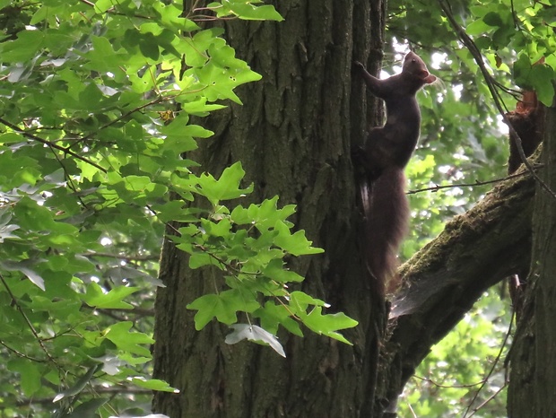 veverica stromová  Sciurus vulgaris