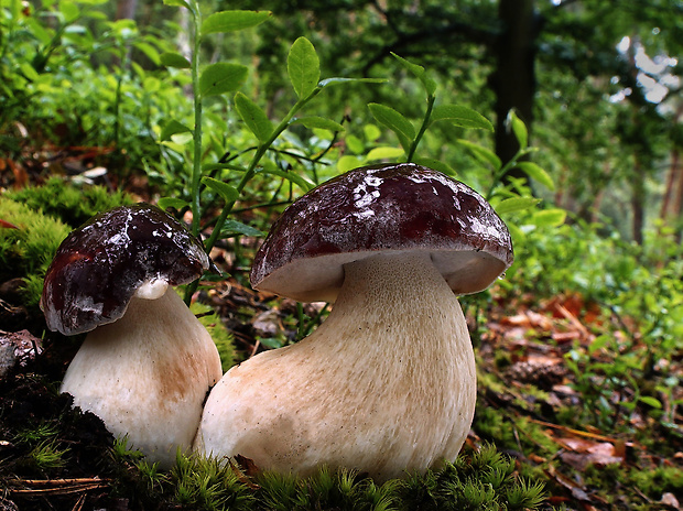 hríb sosnový Boletus pinophilus Pil. et Dermek in Pil.