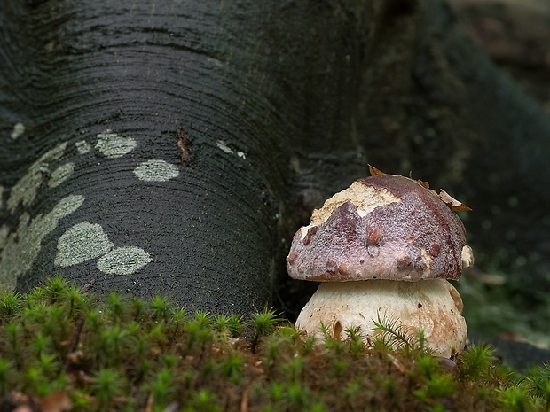 hríb sosnový Boletus pinophilus Pil. et Dermek in Pil.