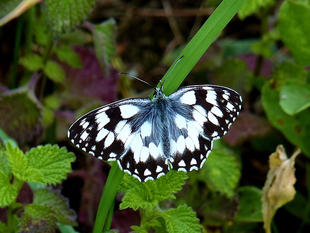 očkáň timotejkový Melanargia galathea