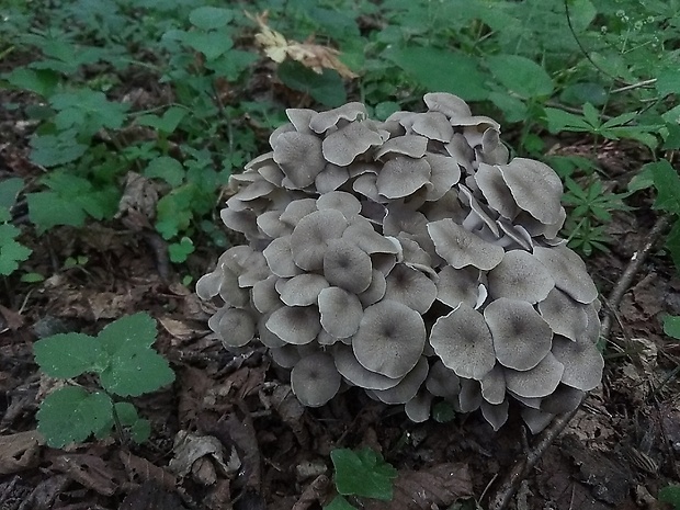 trúdnik klobúčkatý Polyporus umbellatus (Pers.) Fr.