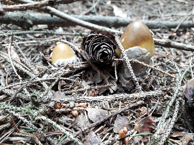 muchotrávka pošvatá Amanita vaginata (Bull.) Lam.