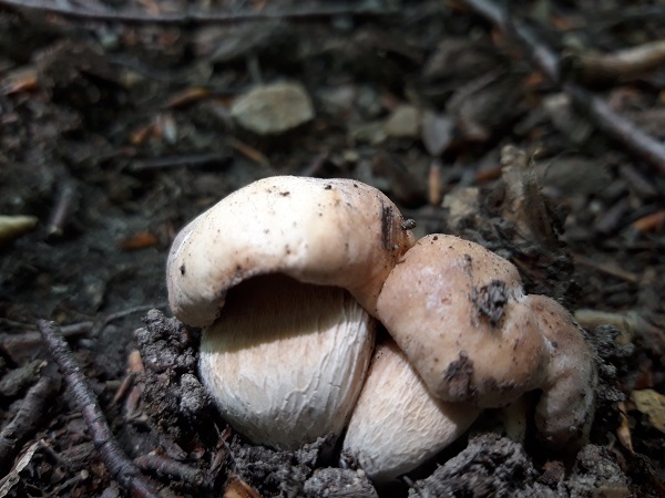 hríb dubový Boletus reticulatus Schaeff.