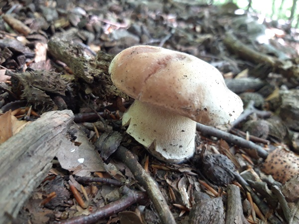 hríb dubový Boletus reticulatus Schaeff.