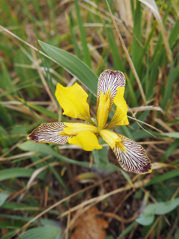 kosatec dvojfarebný Iris variegata L.