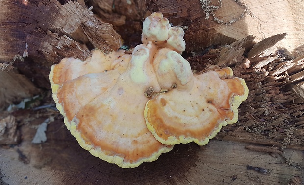 sírovec obyčajný Laetiporus sulphureus (Bull.) Murrill