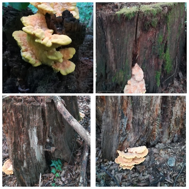 sírovec obyčajný Laetiporus sulphureus (Bull.) Murrill