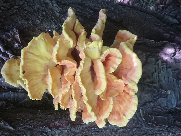 sírovec obyčajný Laetiporus sulphureus (Bull.) Murrill