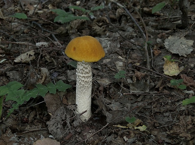 kozák osikový Leccinum albostipitatum den Bakker & Noordel.