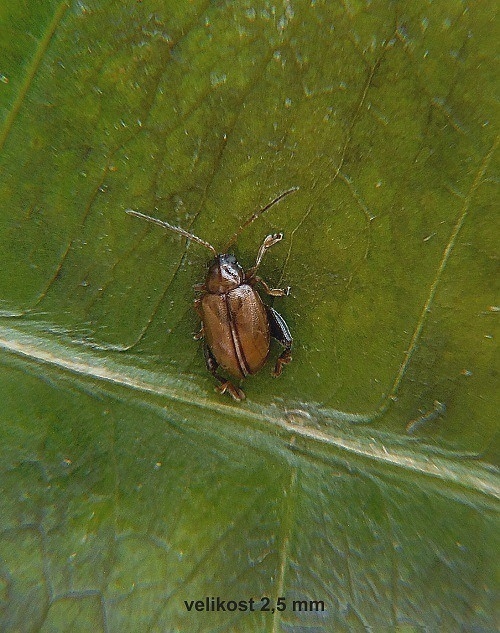 skočka   /   dřepčík Longitarsus melanocephalus