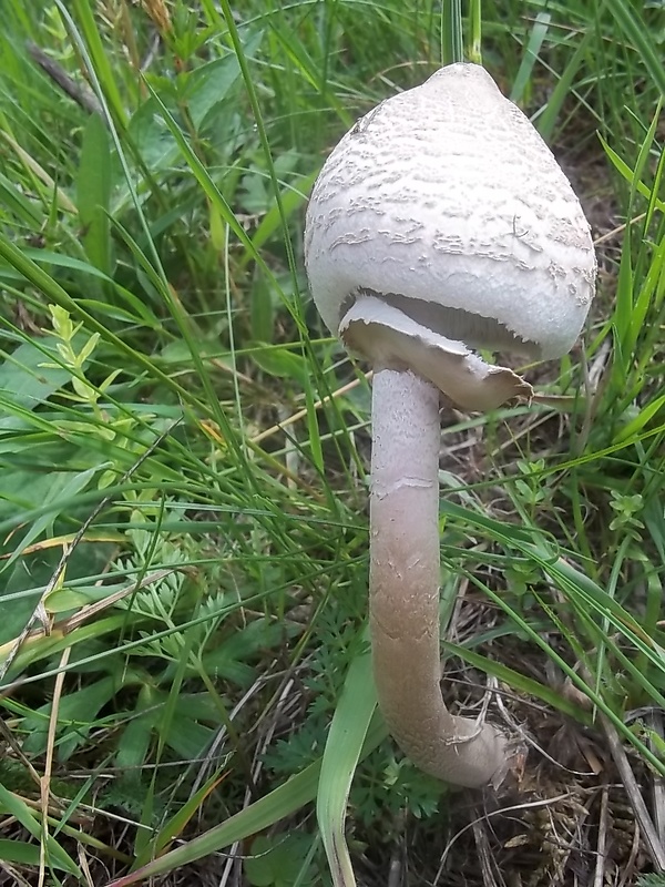 bedľa vysoká Macrolepiota procera (Scop.) Singer