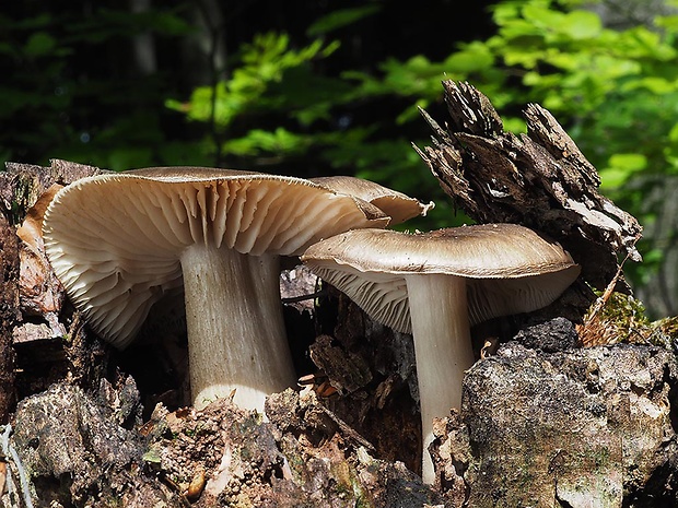 povraznica širokolupeňová Megacollybia platyphylla (Pers.) Kotl. & Pouzar