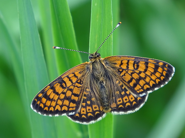 hnedáčik mriežkovaný Melitaea cinxia Linnaeus, 1758