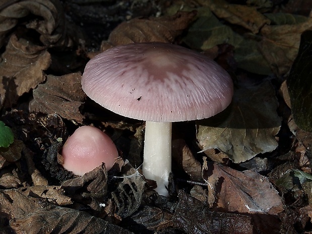 prilbička ružovkastá Mycena rosea Gramberg