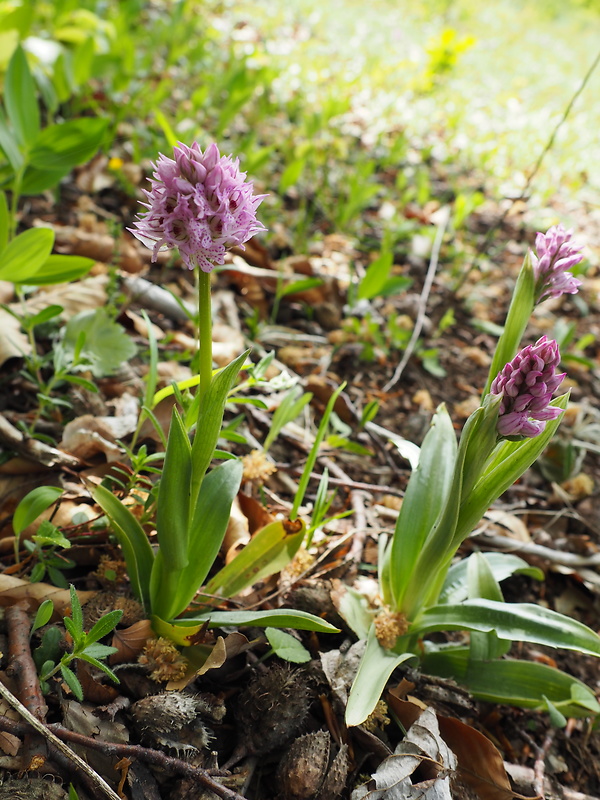 neotinea trojzubá Neotinea tridentata (Scop.) R. M. Bateman, Pridceon et M. W. Chase