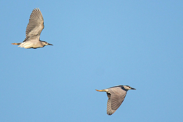 chavkoš nočný  Nycticorax nycticorax