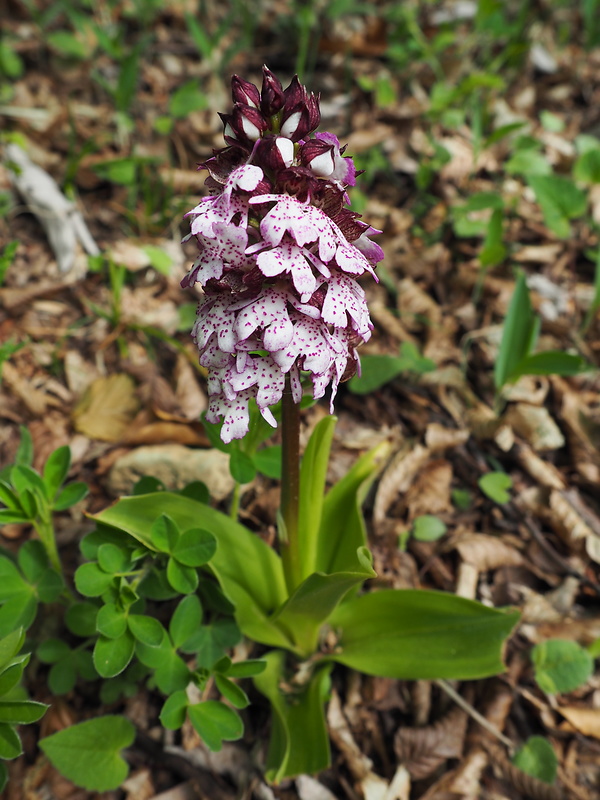 vstavač purpurový Orchis purpurea Huds.