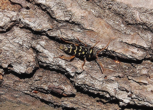 fuzáč dubový   /   tesařík dubový Plagionotus arcuatus