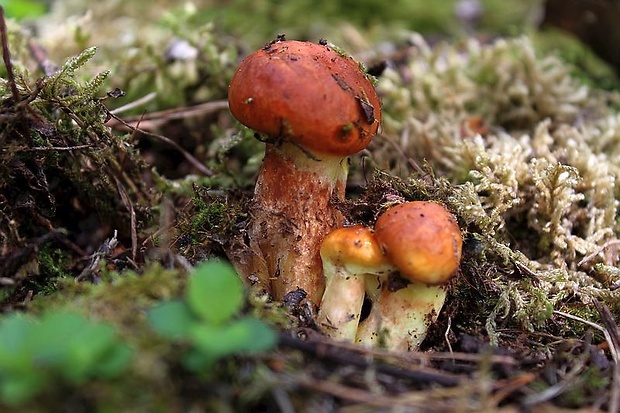 masliak smrekovcový Suillus grevillei (Klotzsch) Singer