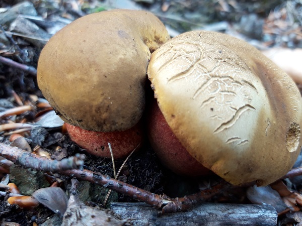 hríb zrnitohlúbikový Sutorius luridiformis (Rostk.) G. Wu & Zhu L. Yang