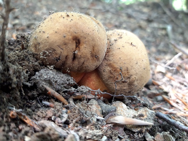 hríb zrnitohlúbikový Sutorius luridiformis (Rostk.) G. Wu & Zhu L. Yang