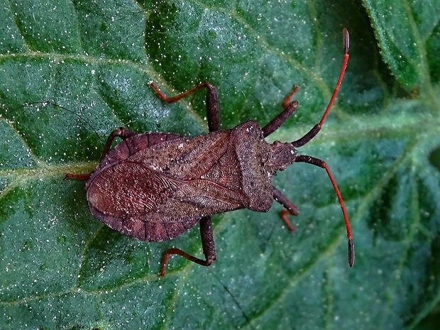 obrúbnica štiavová  Mesocerus marginatus