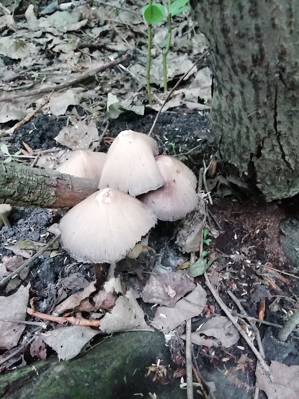 hnojník Coprinellus sp.