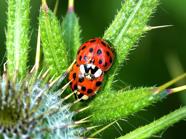 lienka východná Harmonia axyridis