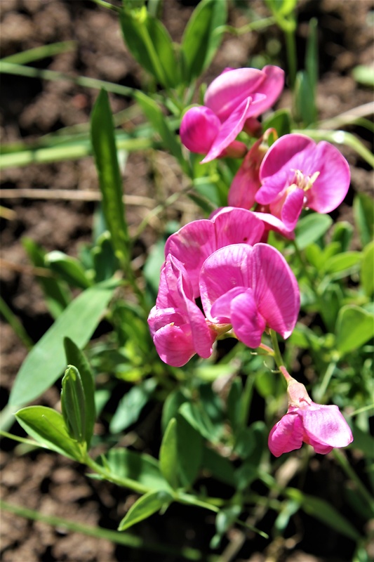 hrachor hľuznatý Lathyrus tuberosus L.