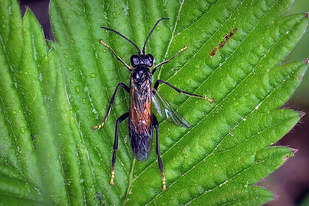 piliarka červená (sk) / pilatka (cz) Macrophya annulata Geoffroy in Fourcroy, 1785