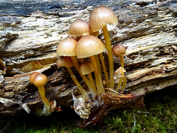 prilbička žltohlúbiková Mycena renati Quél.