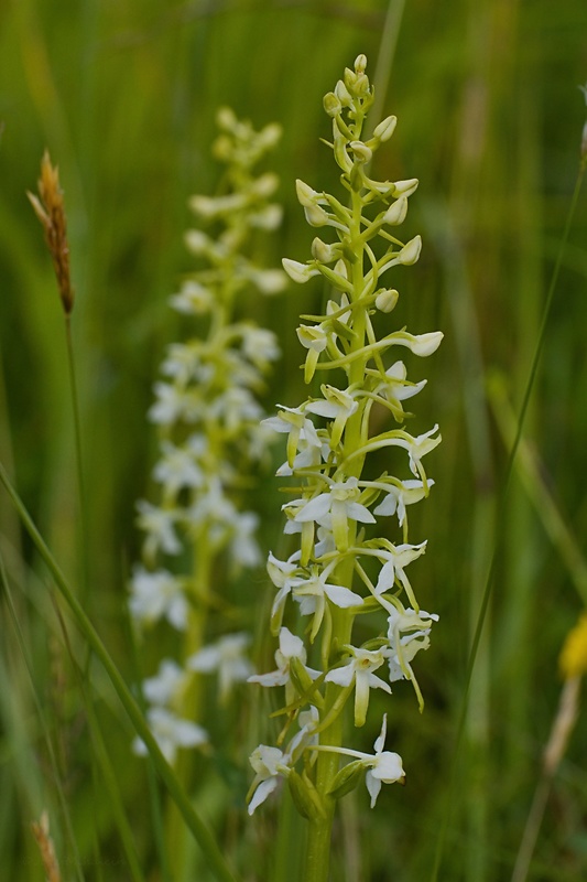 vemenník dvojlistý Platanthera bifolia (L.) Rich.