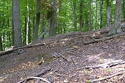 hríb dubový - biotop
