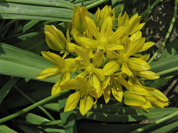 cesnak zlatožltý Allium moly L.