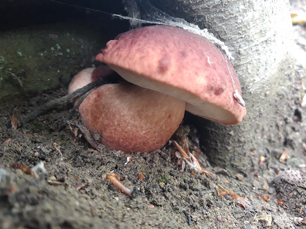 hríb sosnový Boletus pinophilus Pil. et Dermek in Pil.