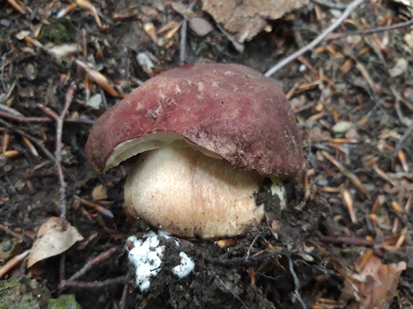 hríb sosnový Boletus pinophilus Pil. et Dermek in Pil.