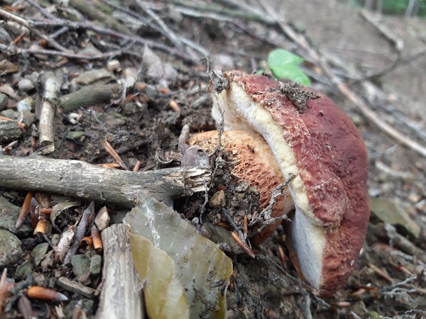 hríb sosnový Boletus pinophilus Pil. et Dermek in Pil.