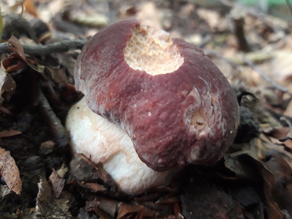 hríb sosnový Boletus pinophilus Pil. et Dermek in Pil.