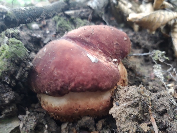 hríb sosnový Boletus pinophilus Pil. et Dermek in Pil.