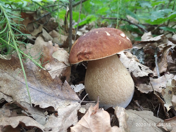 hríb dubový Boletus reticulatus Schaeff.