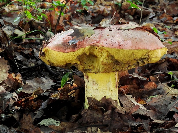 hríb kráľovský Butyriboletus regius (Krombh.) D. Arora & J.L. Frank